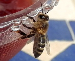 Apis mellifera