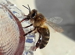 Apis mellifera