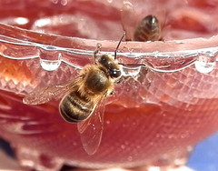 Apis mellifera