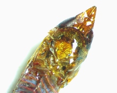 Scaphytopius rubellus