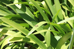 Polites vibex catilina