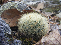 Mammillaria densispina