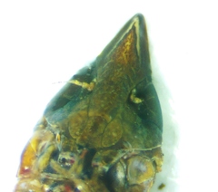 Scaphytopius rubellus