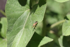 Cosmoclopius nigroannulatus