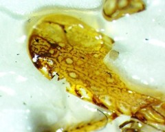 Scaphytopius rubellus