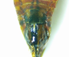 Scaphytopius rubellus