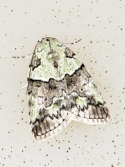 Blenina squamifera