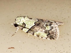 Blenina squamifera