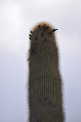 Cephalocereus polylophus