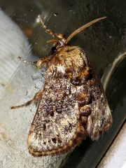 Scotinochroa inconsequens