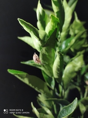 Eriophora edax