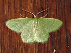 Chlorissa attenuata