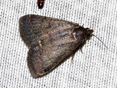 Nodaria nodosalis