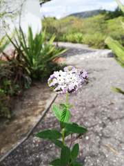 Lantana megapotamica