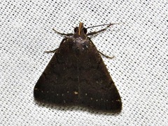 Nodaria nodosalis