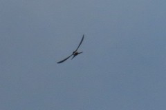 Tachornis phoenicobia