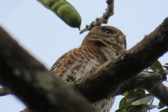 Glaucidium siju