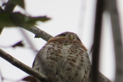 Glaucidium siju