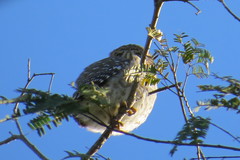 Glaucidium siju