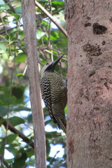 Colaptes fernandinae