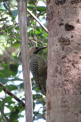 Colaptes fernandinae