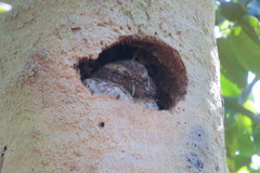 Margarobyas lawrencii