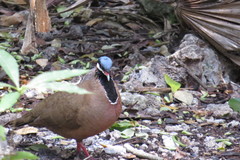 Starnoenas cyanocephala
