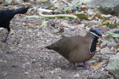 Starnoenas cyanocephala