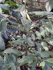 Chionanthus domingensis