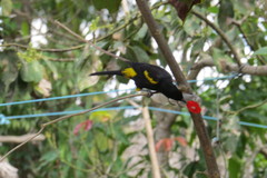 Icterus melanopsis