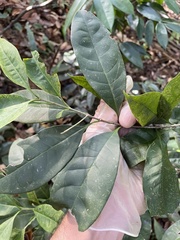 Chionanthus domingensis