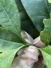 Chionanthus domingensis