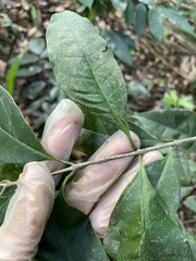 Chionanthus domingensis