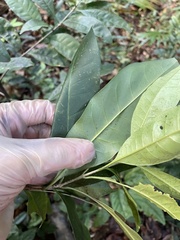 Chionanthus domingensis