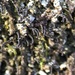 Hairy Scalewort - Photo (c) Brad Von Blon, some rights reserved (CC BY)