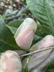 Chionanthus domingensis