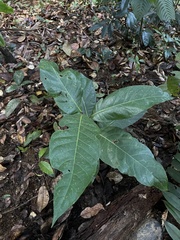 Ocotea leucoxylon