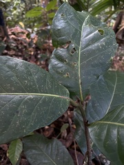 Ocotea leucoxylon