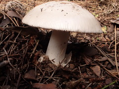 Amanita vaginata alba
