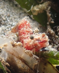 Spirontocaris snyderi