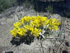Physaria didymocarpa