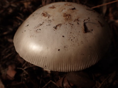 Amanita vaginata alba