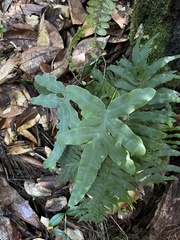 Phlebodium pseudoaureum