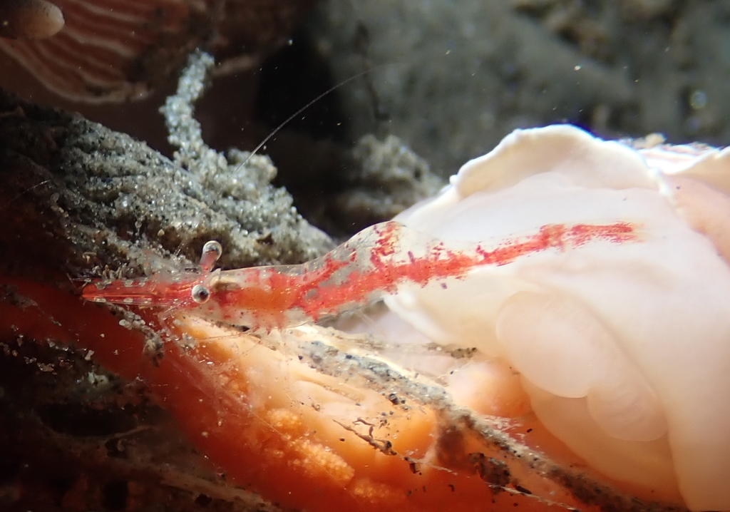 Slender Coastal Shrimp