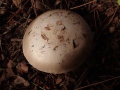 Amanita vaginata alba