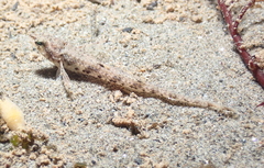 Odontopyxis trispinosa