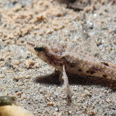 Odontopyxis trispinosa