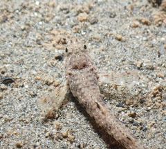 Odontopyxis trispinosa