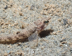 Odontopyxis trispinosa