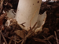 Amanita vaginata alba